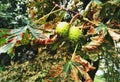 ÃÂ¡onkers ripening in their protective shells on the horse chestnut tree